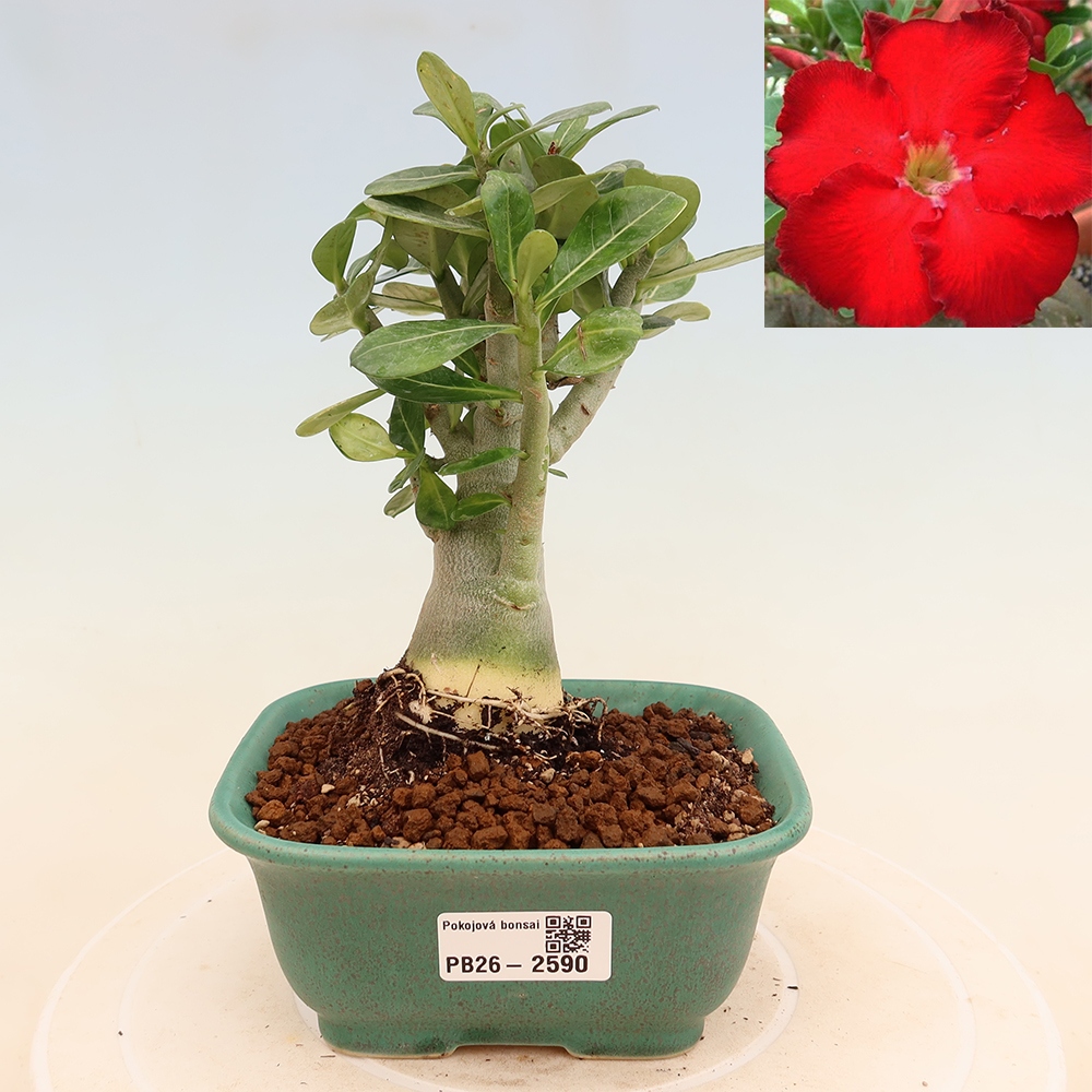 Indoor Bonsai - Adenium obesum Red Star - Desert Rose