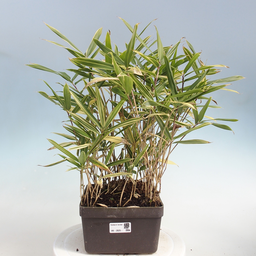 Outdoor bonsai - Sasaella masamuneana Albostriata - Bamboo