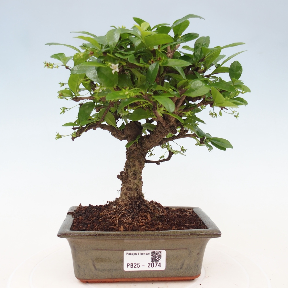 Indoor bonsai - Carmona macrophylla - Fuki tea