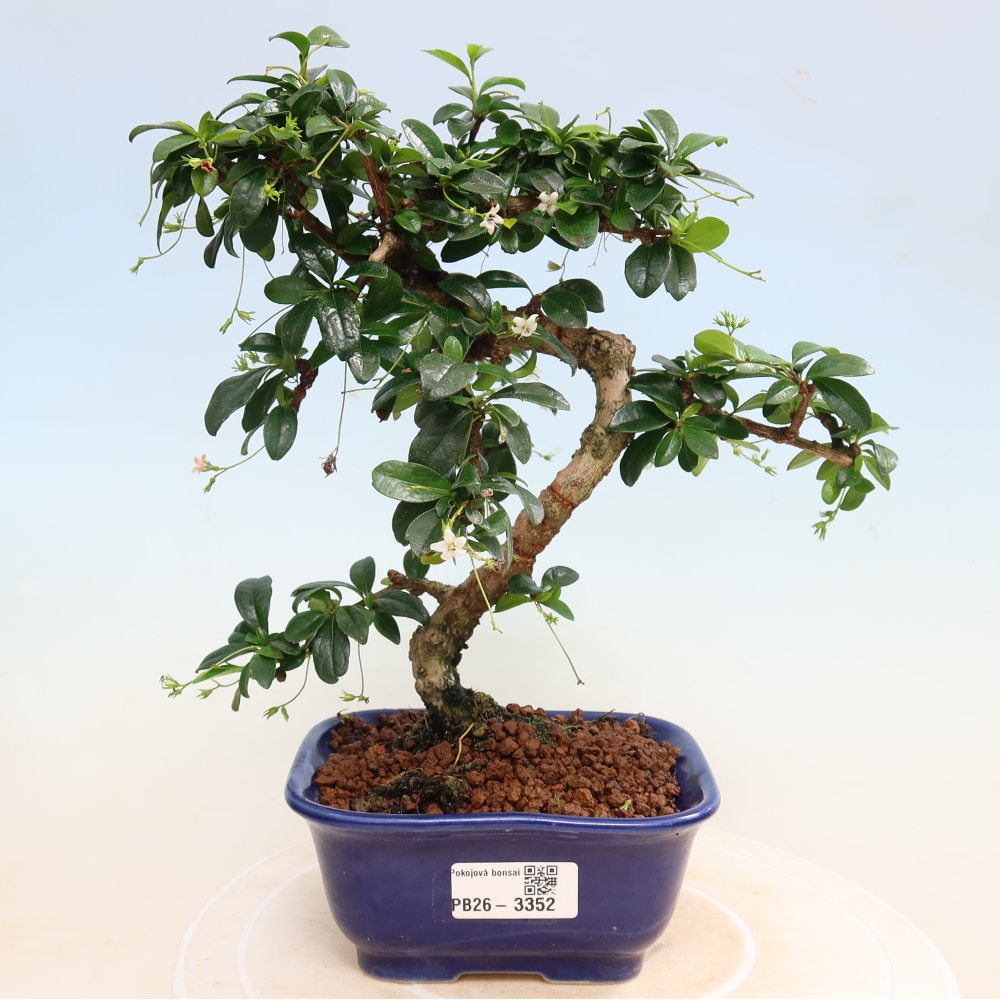 Room bonsai - Carmona macrophylla - Tea fuki