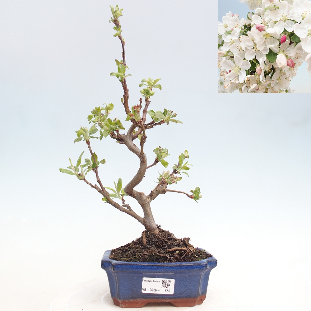 Outdoor bonsai -Malus halliana - Small-fruited apple tree