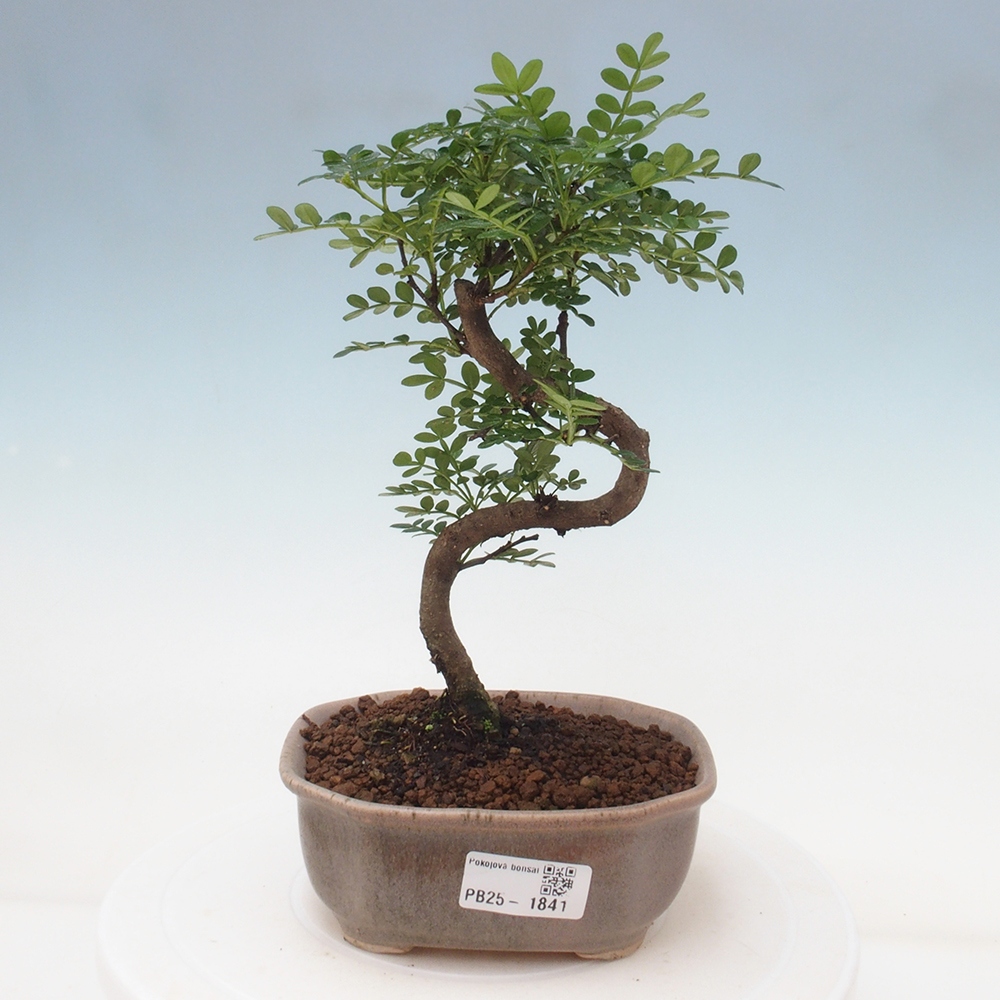 Indoor bonsai - Zantoxylum piperitum - Peppermint