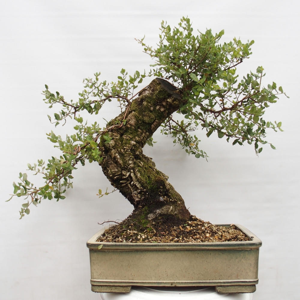 outdoor bonsai Quercus suber - Cork Oak