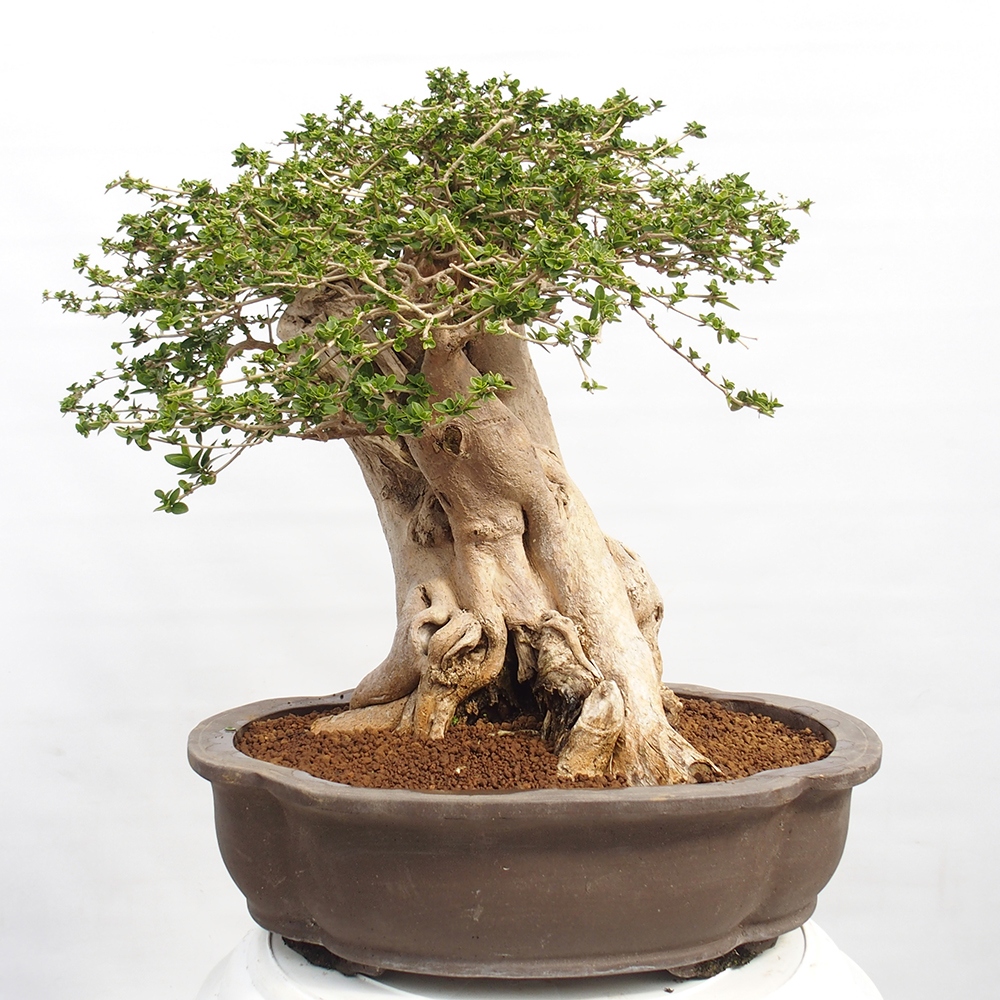 Indoor bonsai - Premna serratifolia - Kozlovon small-leaved