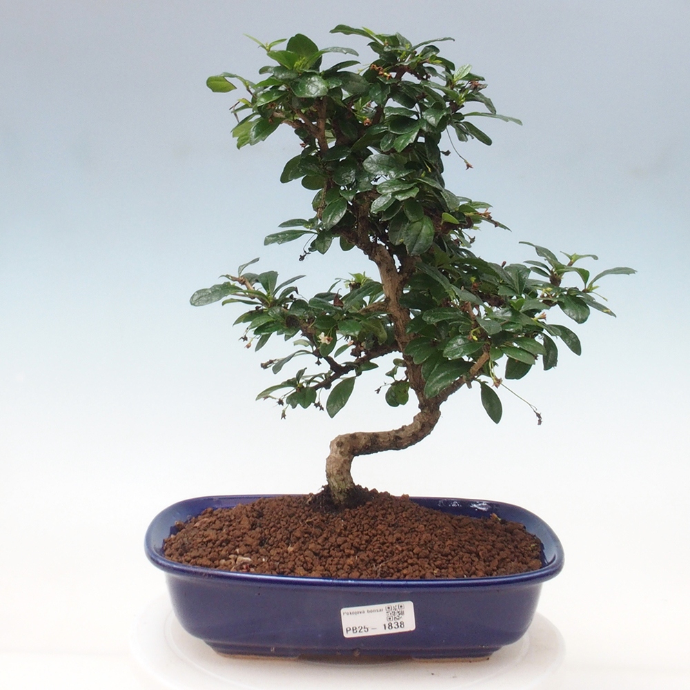 Room bonsai - Carmona macrophylla - Tea fuki
