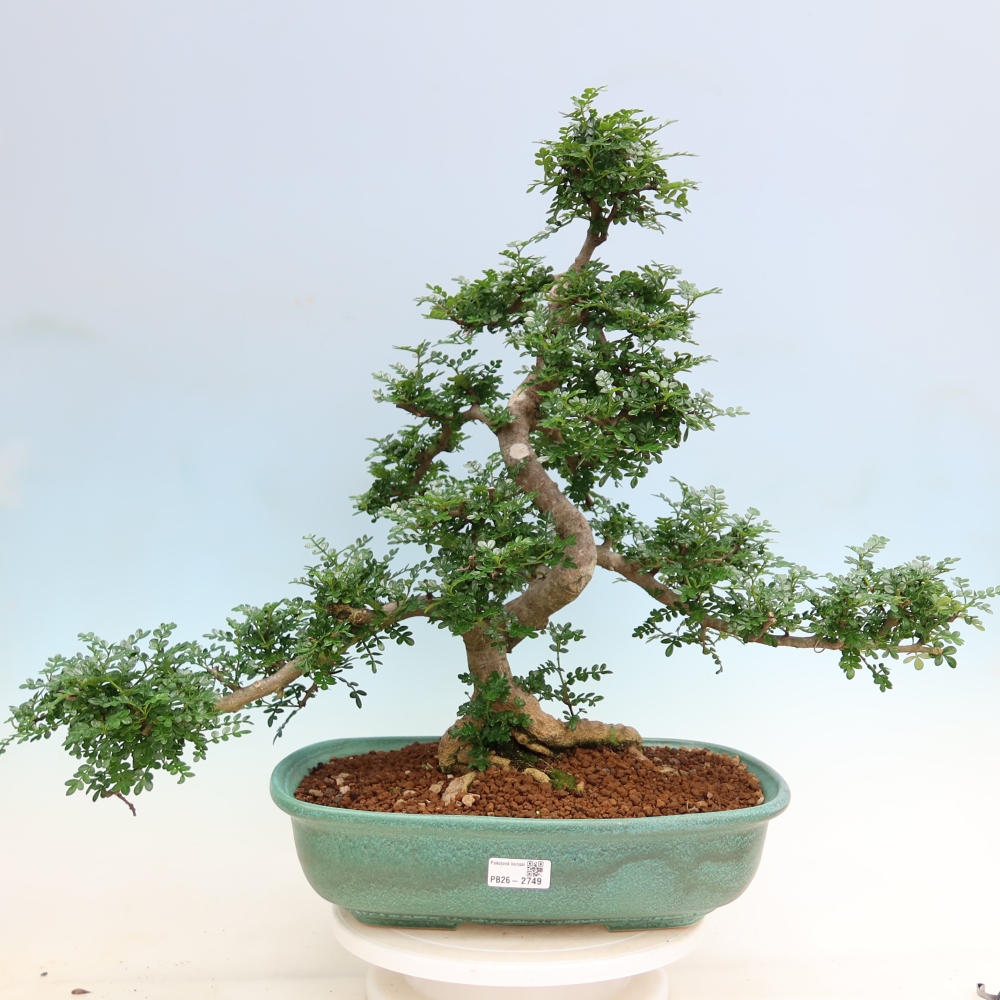 Room bonsai - Zantoxylum piperitum - pepper tree