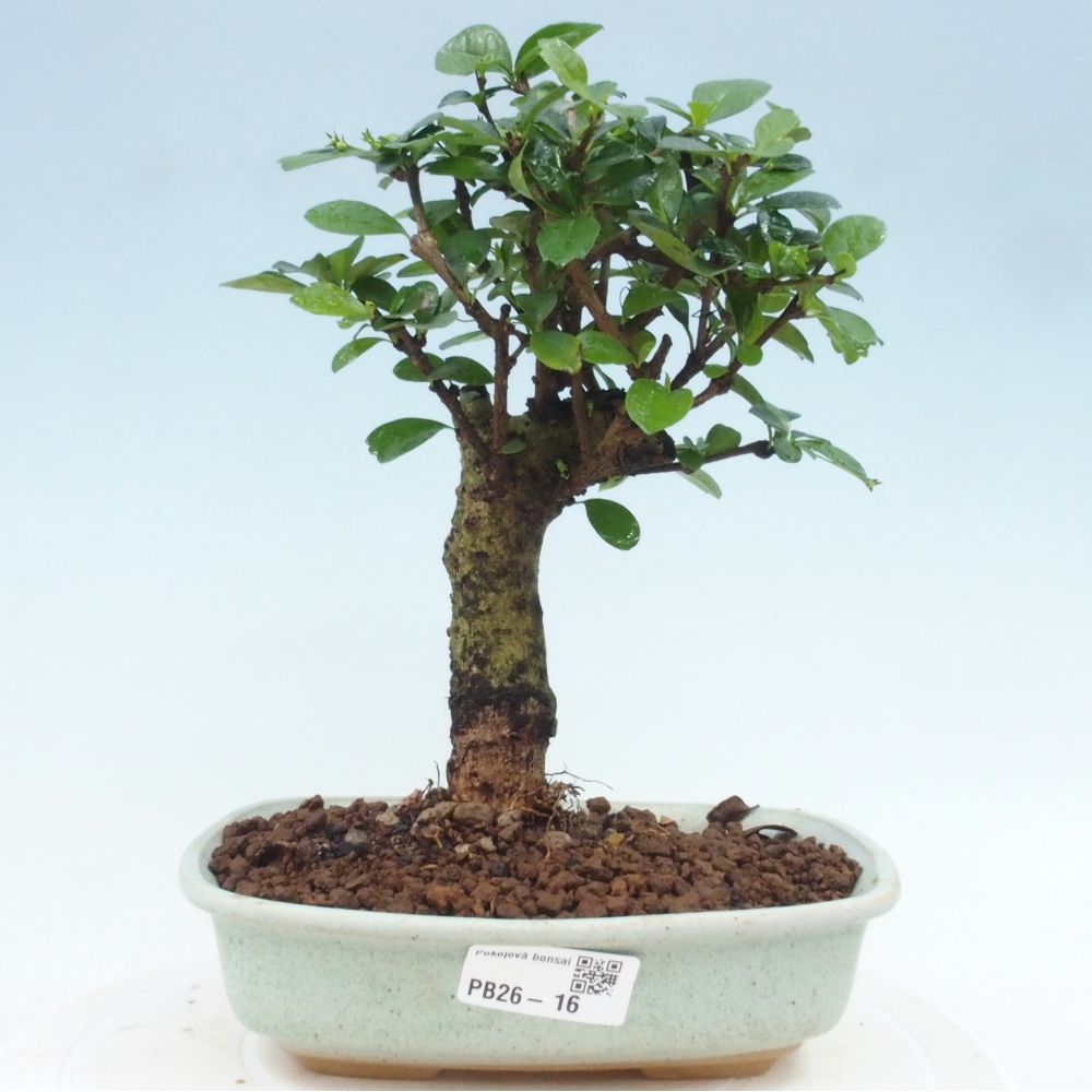 Room bonsai - Carmona macrophylla - Tea fuki