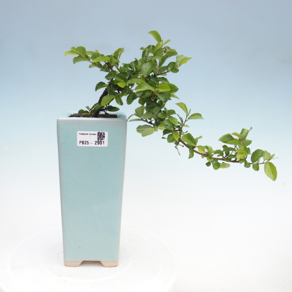 Indoor bonsai - Grewia occidentalis - Lavender star