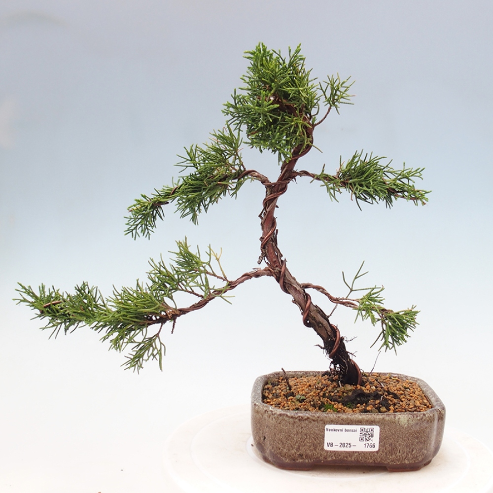 Outdoor bonsai - Juniperus chinensis Kishu - Chinese Juniper