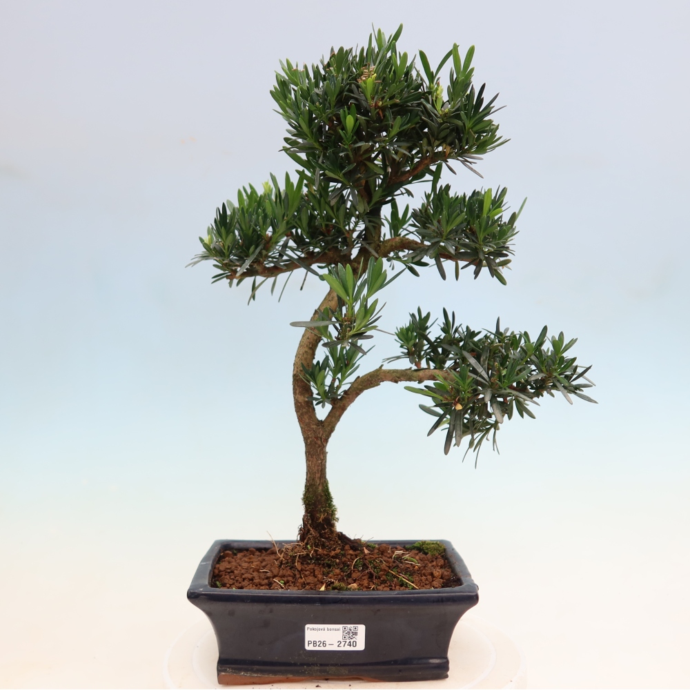Room bonsai - Podocarpus - Stone Yew