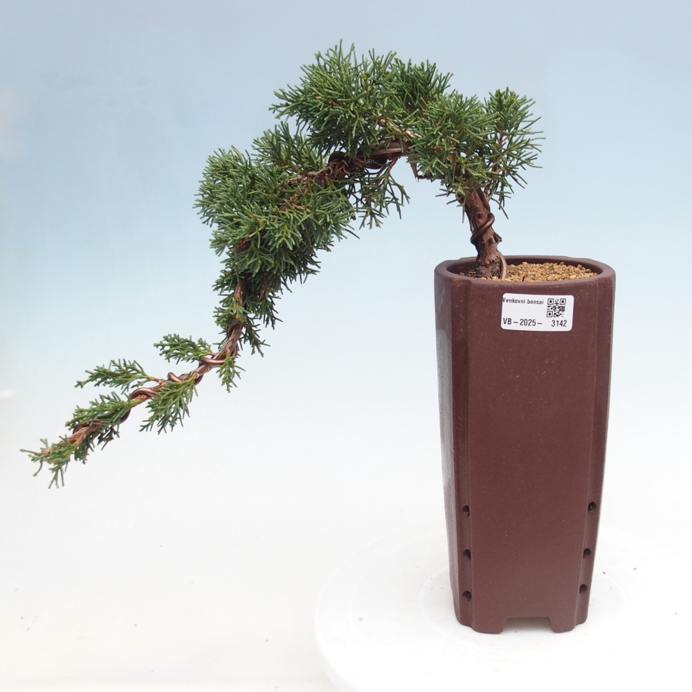 Outdoor bonsai - Juniperus chinensis Kishu - Chinese Juniper