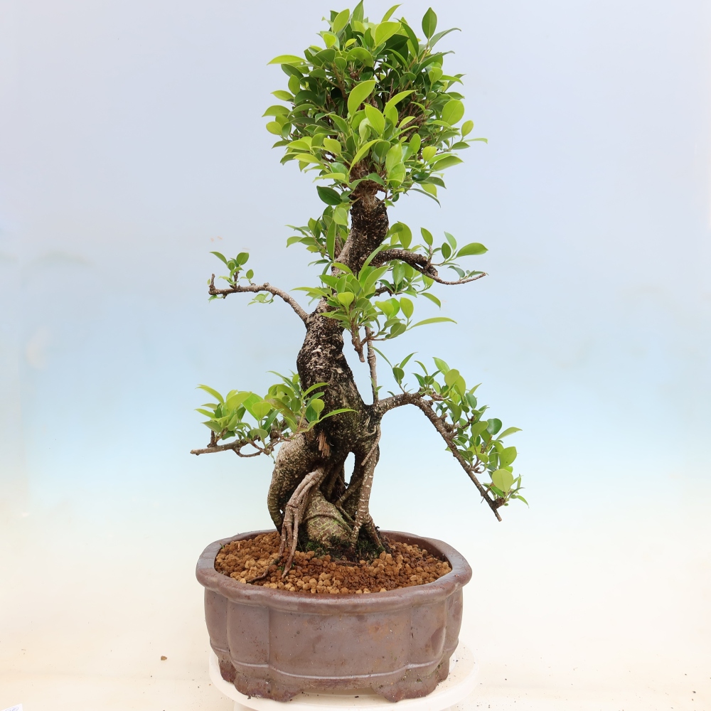 Room bonsai - Ficus kimmen - small-leaved ficus