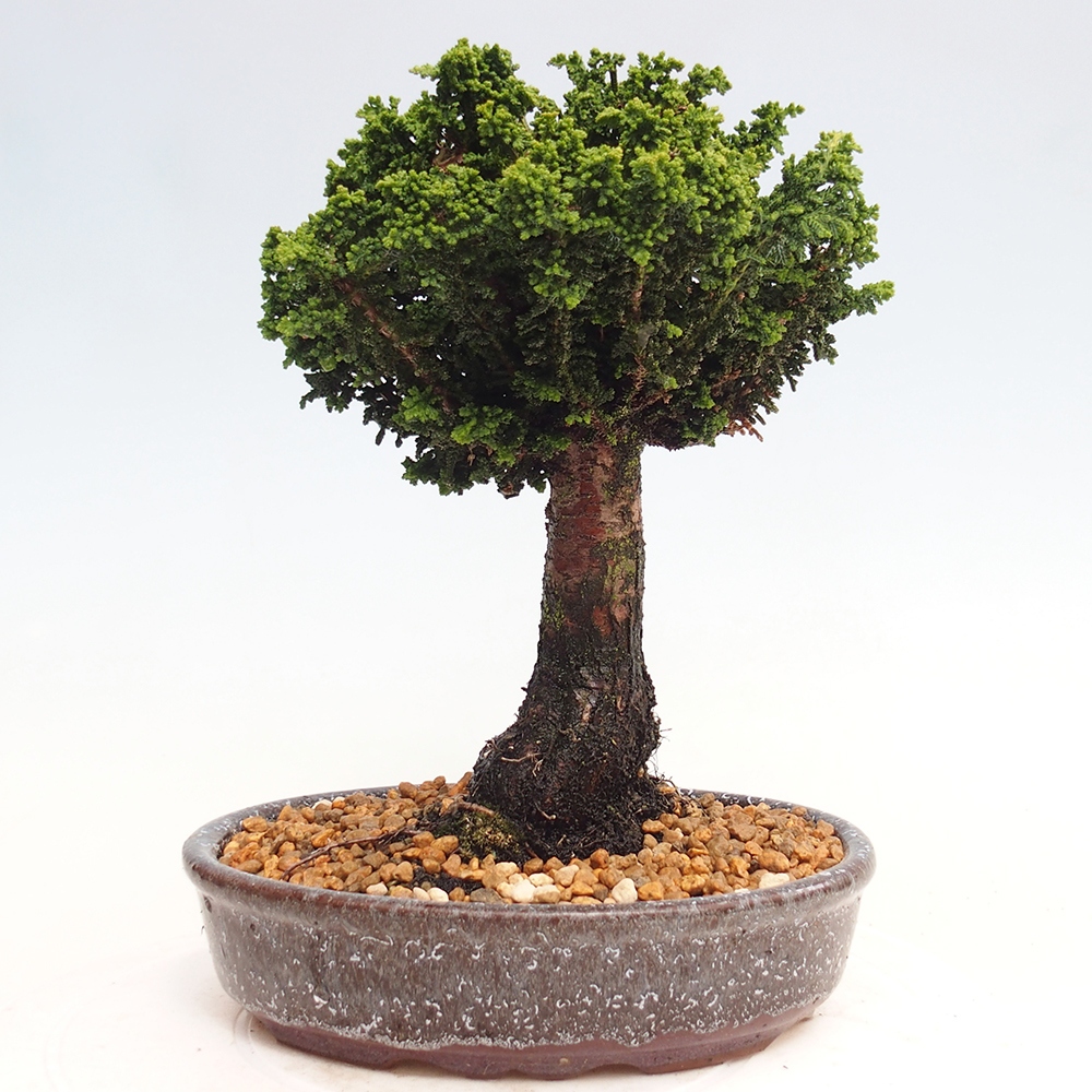 Outdoor bonsai - Cham. obtusa SEKKA HINOKI - Cypress