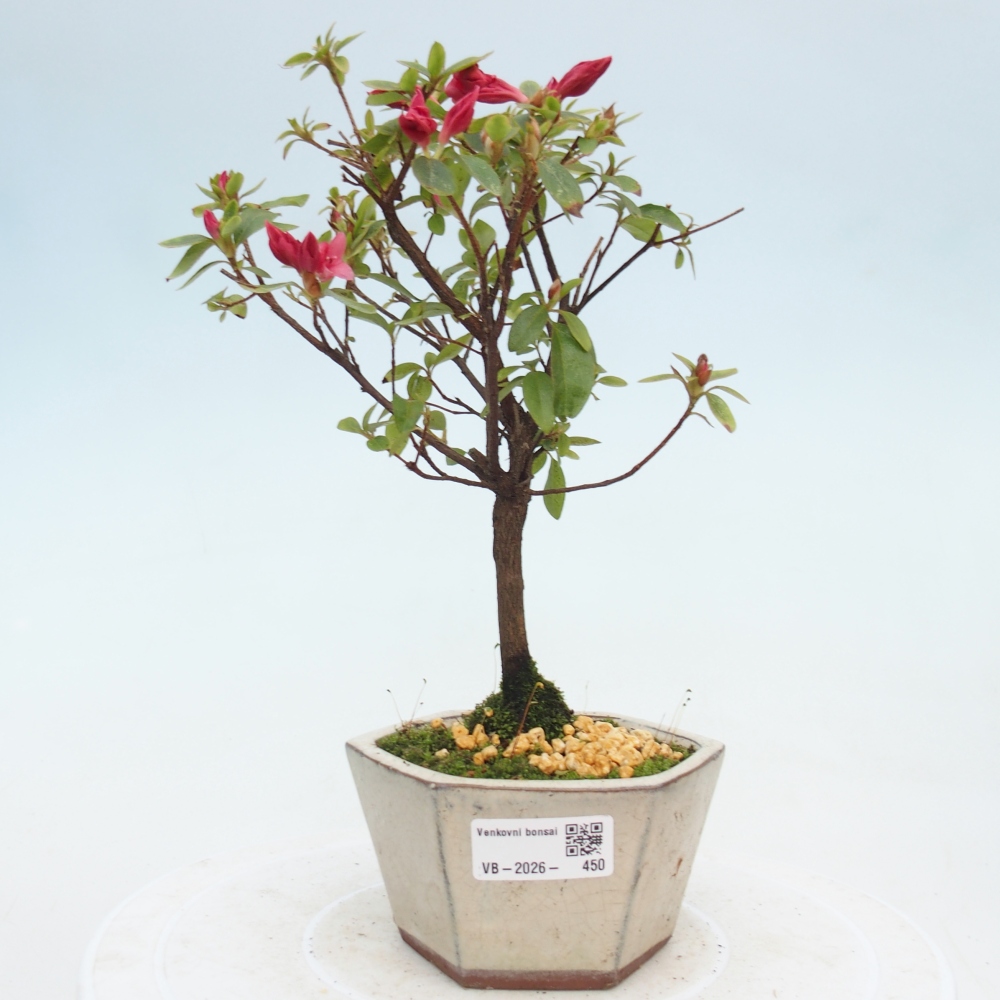 Outdoor bonsai - Japanese azalea - Azalea sp.