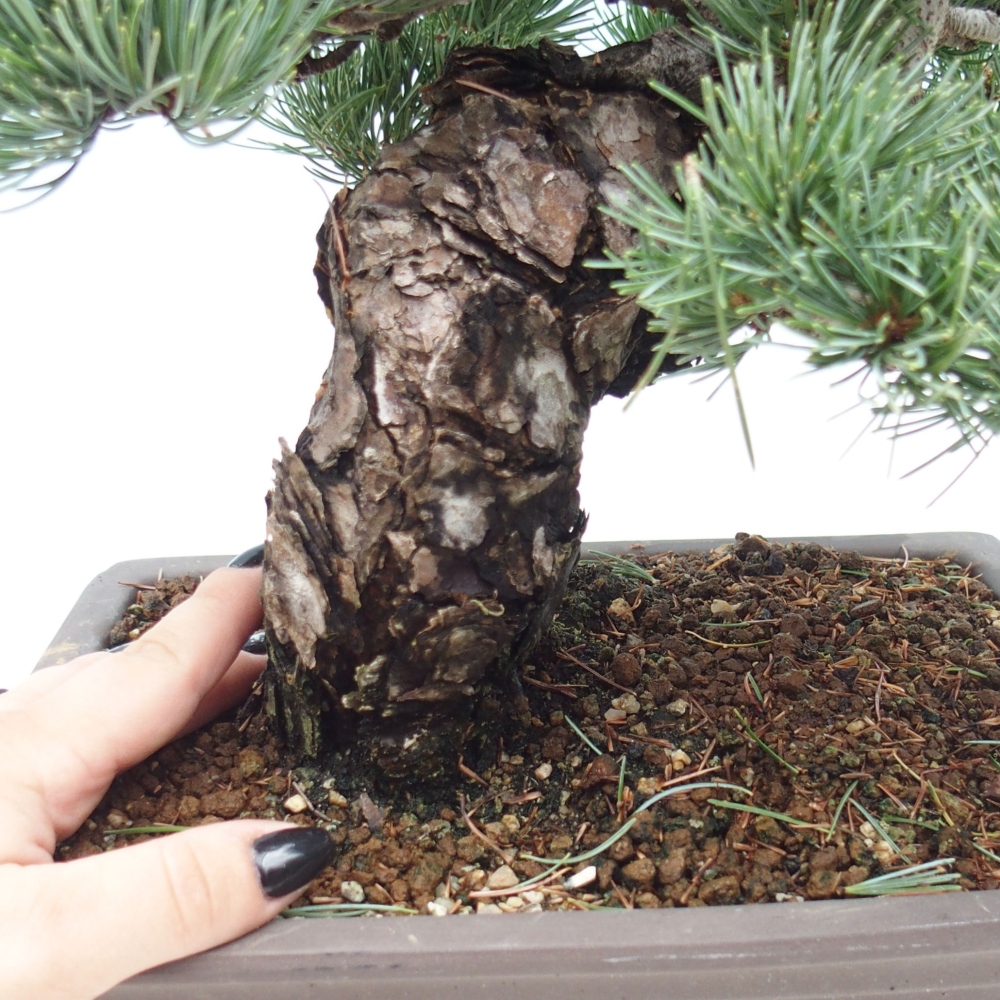 Outdoor bonsai - Pinus parviflora - Small pine tree