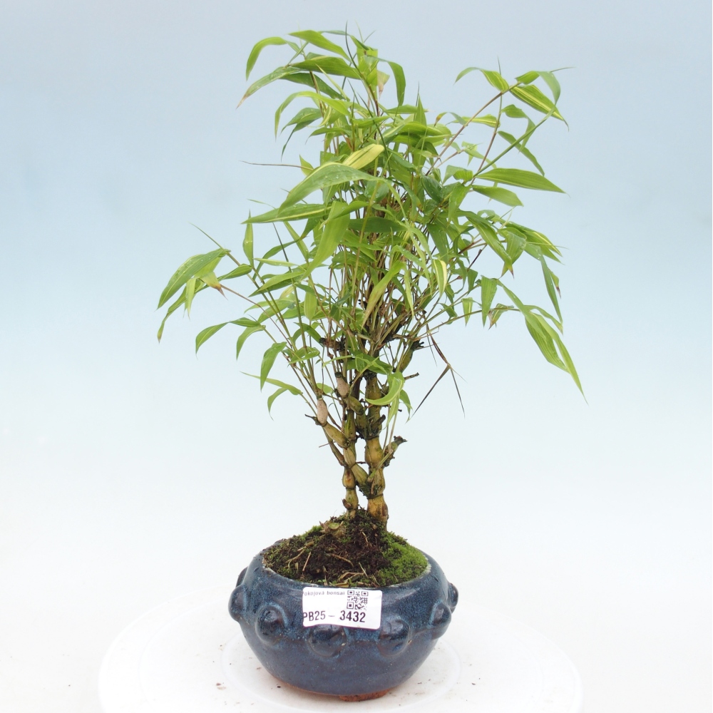 Room bonsai - Bamboo budha-Bamboo budha belly