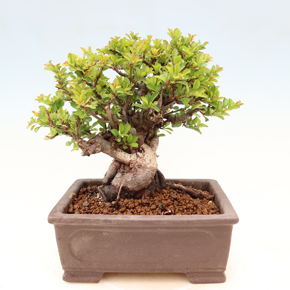 Outdoor bonsai - Chaneomeles speciosa Chojubai