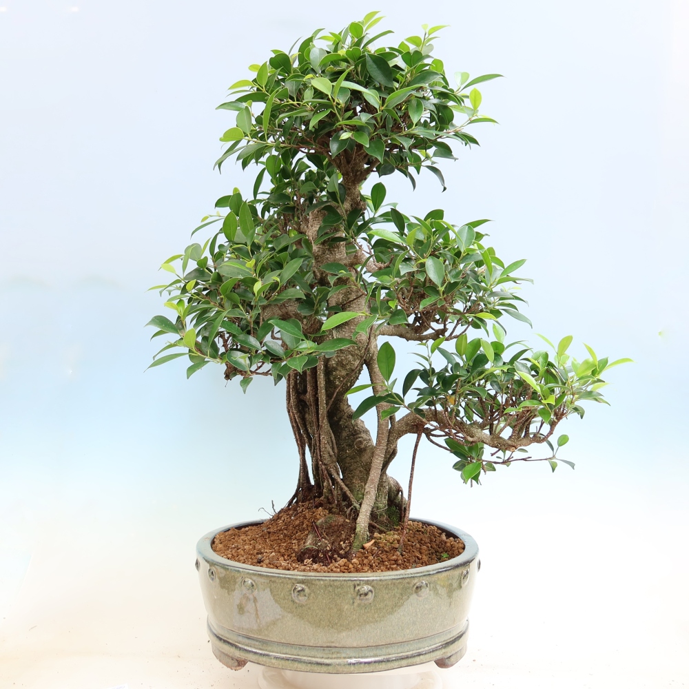 Room bonsai - Ficus kimmen - small-leaved ficus