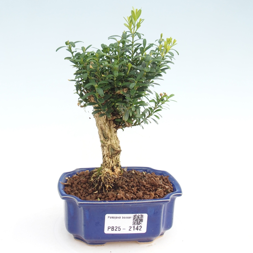 Room bonsai - Buxus harlandii - cork buxus