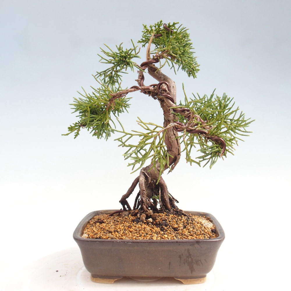 Outdoor bonsai - Juniperus chinensis Kishu