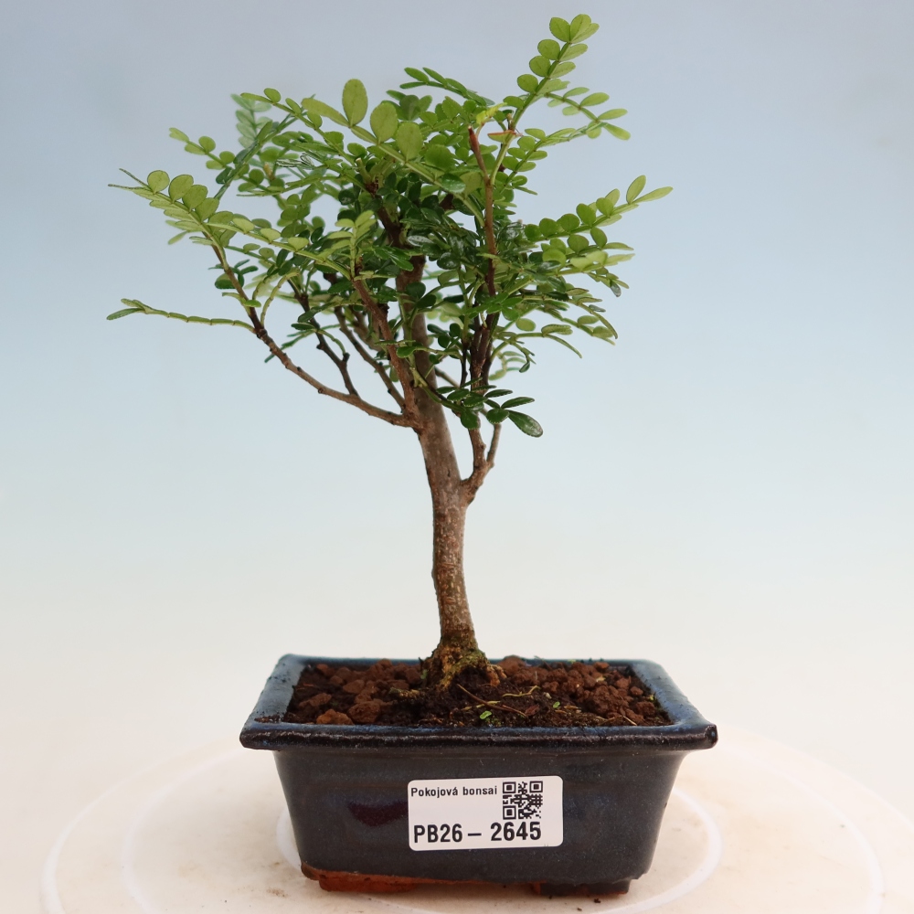 Room bonsai - Zantoxylum piperitum - pepper tree