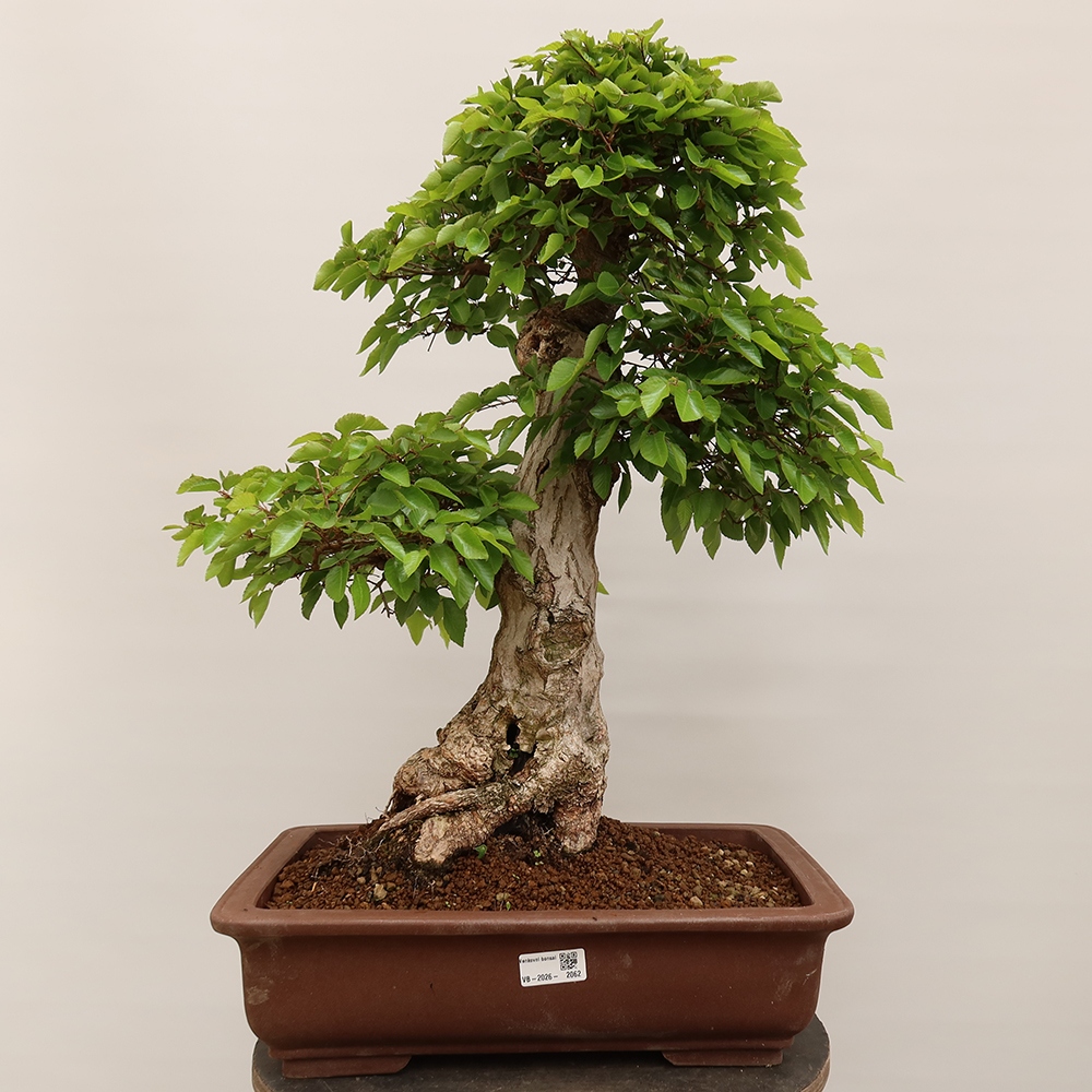 Outdoor bonsai - Carpinus Coreana - Korean hornbeam