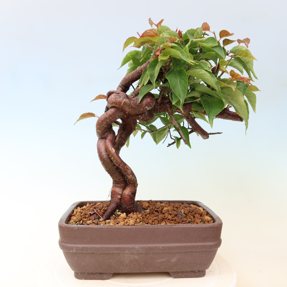 Outdoor Bonsai - Japanese Apricot - Prunus Mume