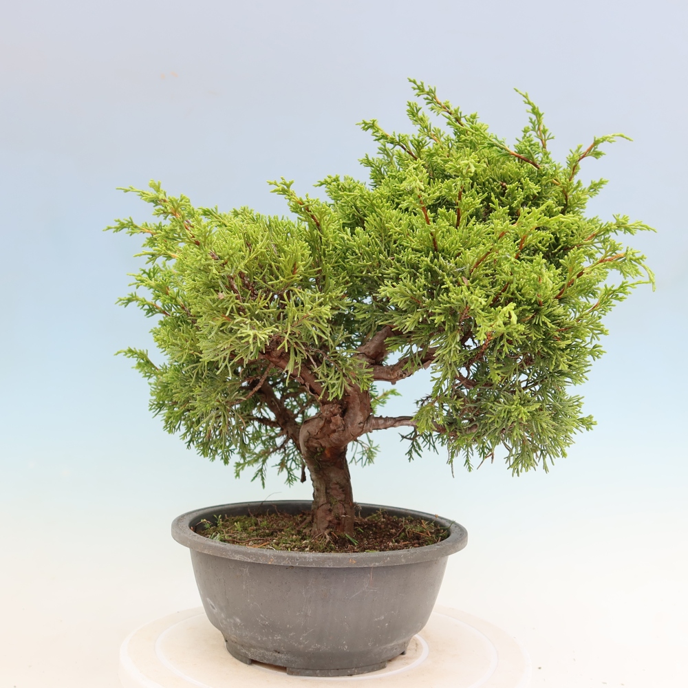Outdoor Bonsai - Juniperus chinensis Itoigawa - Chinese Juniper