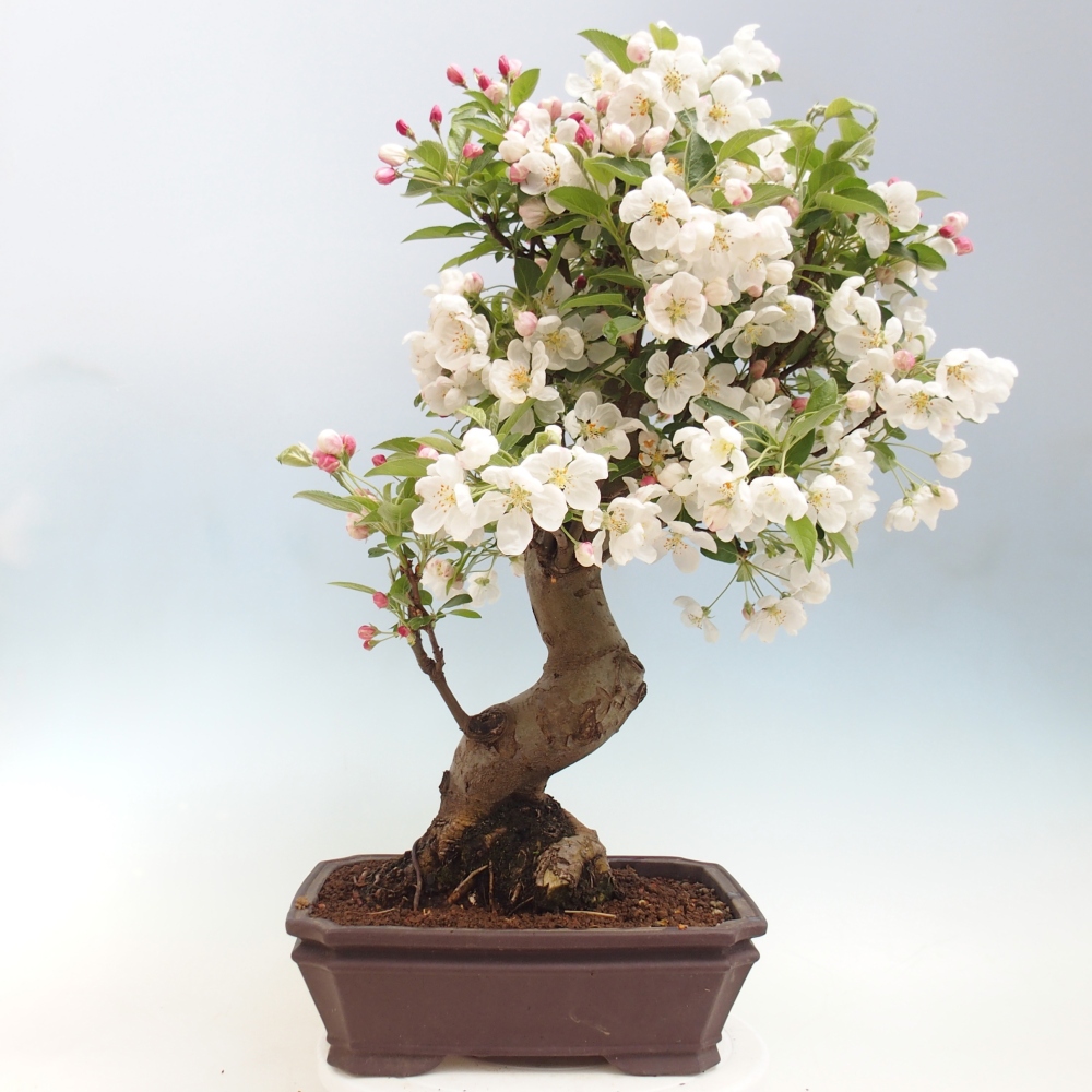 Outdoor bonsai -Malus halliana - Small-fruited apple tree