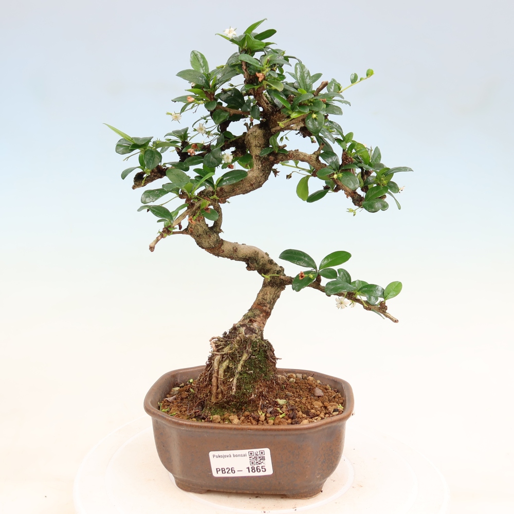 Room bonsai - Carmona macrophylla - Tea fuki