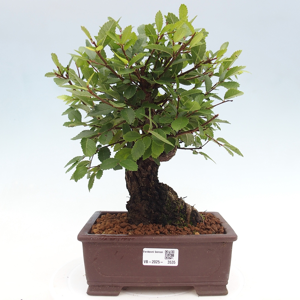 Outdoor bonsai - Zelkova - Zelkova serrata