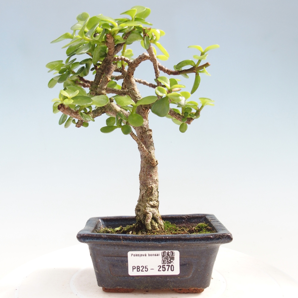 Indoor bonsai - Portulakaria Afra - Tlustice