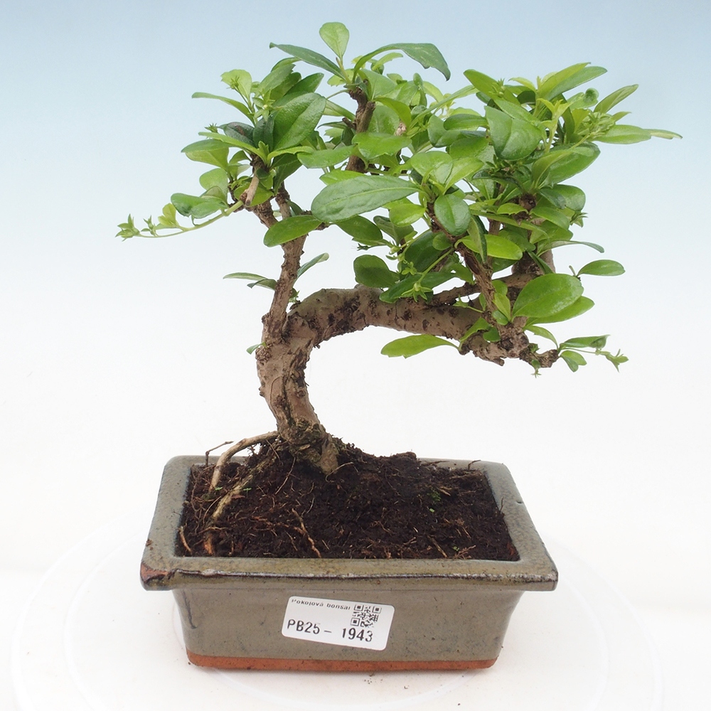 Indoor bonsai - Carmona macrophylla - Fuki tea
