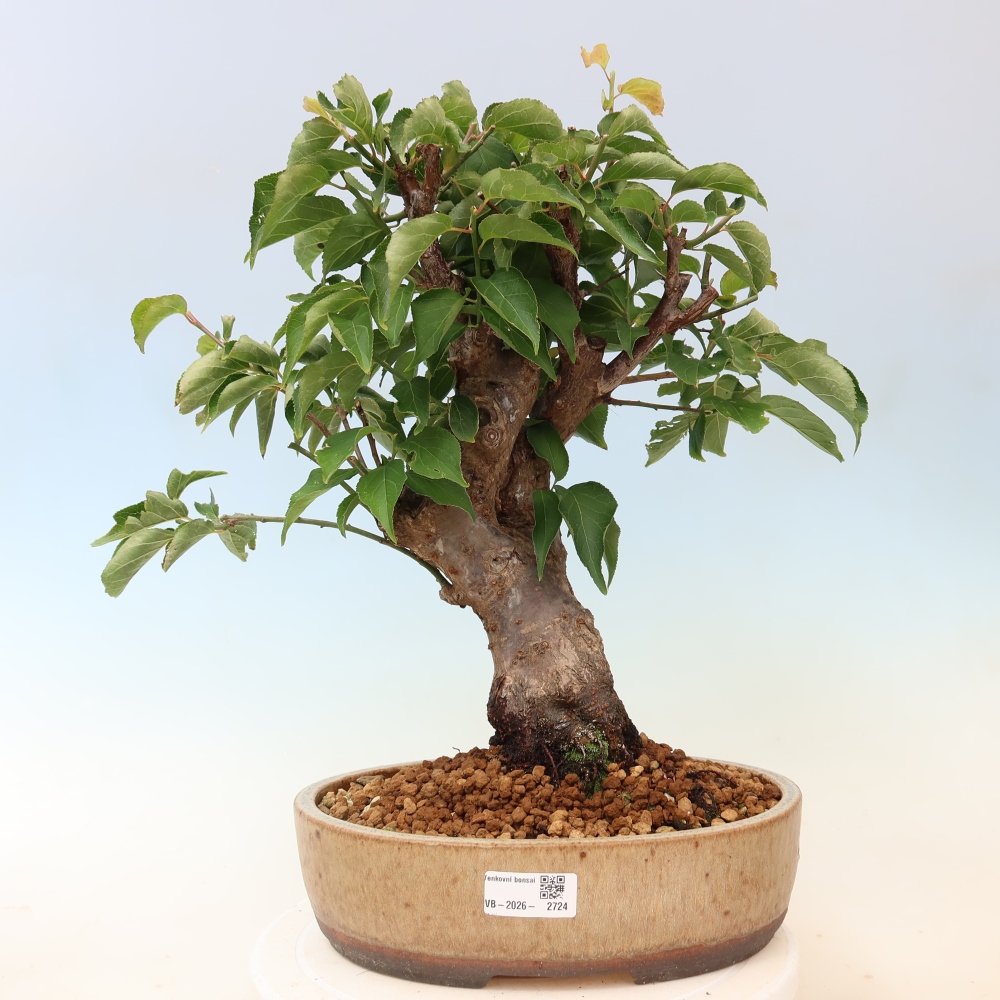 Outdoor Bonsai - Japanese Apricot - Prunus Mume