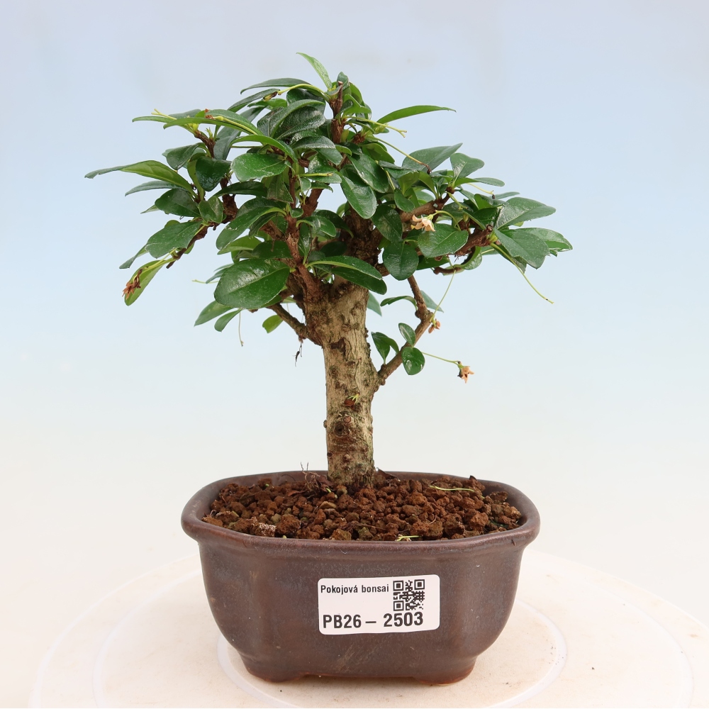 Room bonsai - Carmona macrophylla - Tea fuki