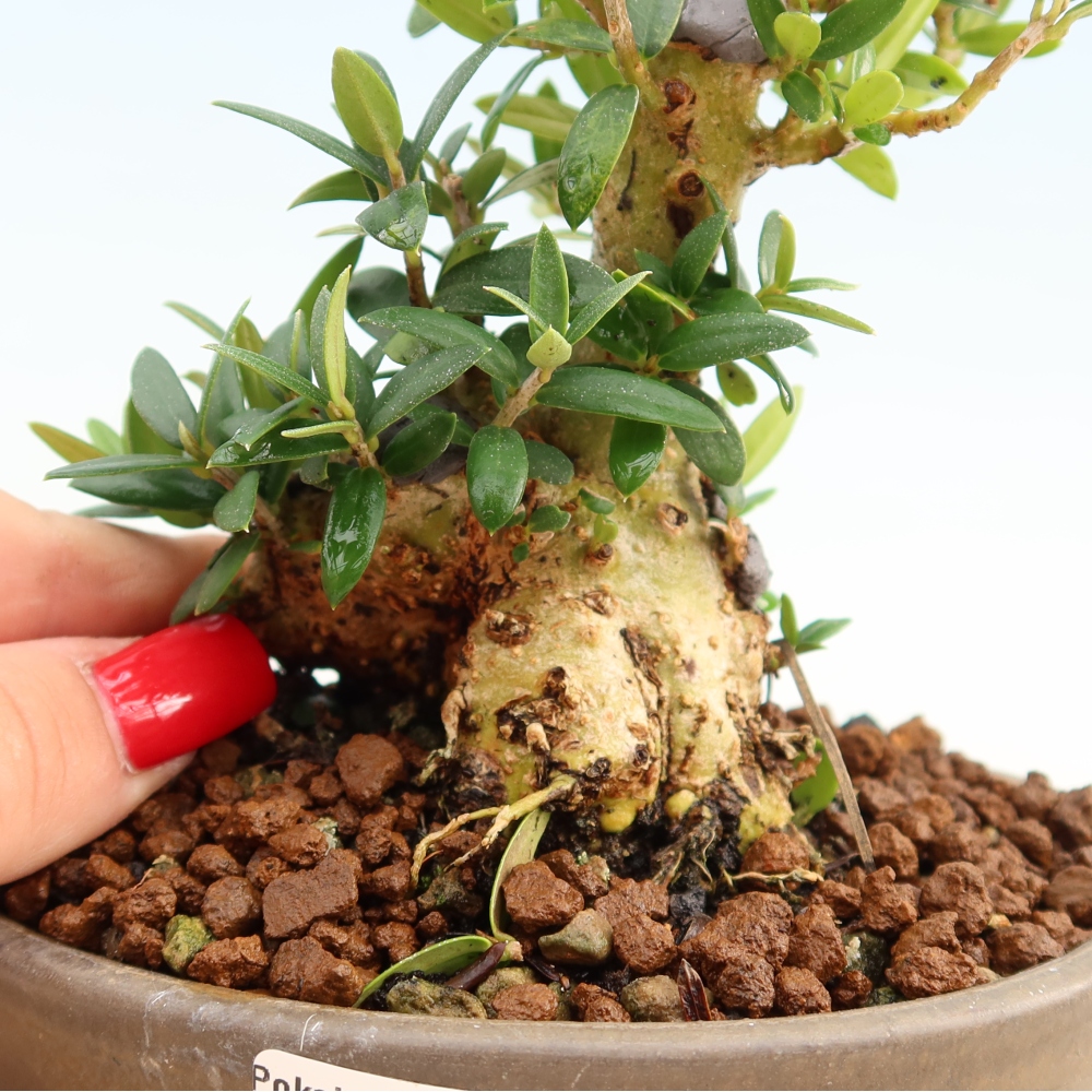 Indoor bonsai - Olea europaea sylvestris