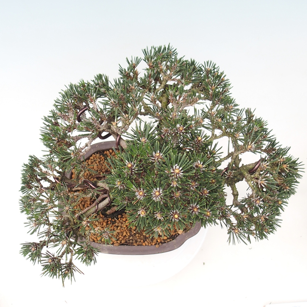 Outdoor bonsai - Pinus thunbergii Kotobuki - Thunberg pine