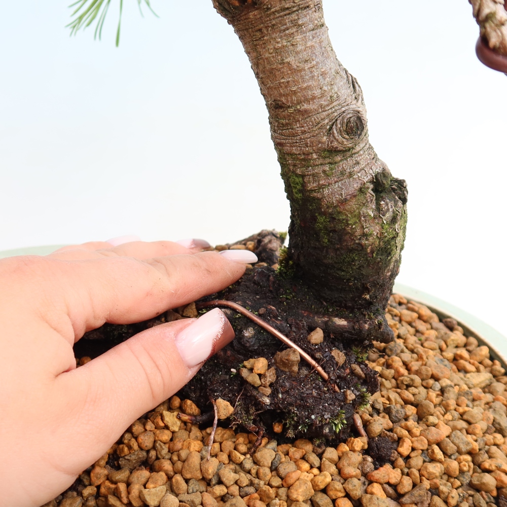 Outdoor Bonsai - Pinus mugo Humpy  - Mountain Pine