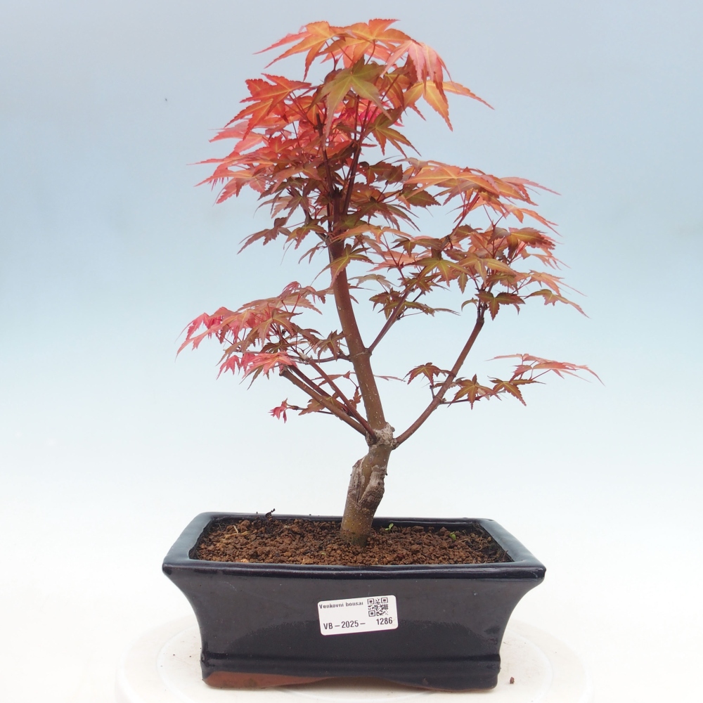 Outdoor bonsai - dlanitolistý Maple - Acer palmatum DESHOJO
