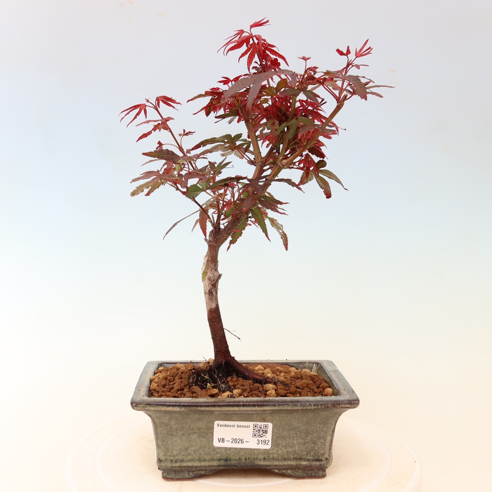 Outdoor Bonsai - Japanese Maple - Acer palmatum 'Berry Broom' 