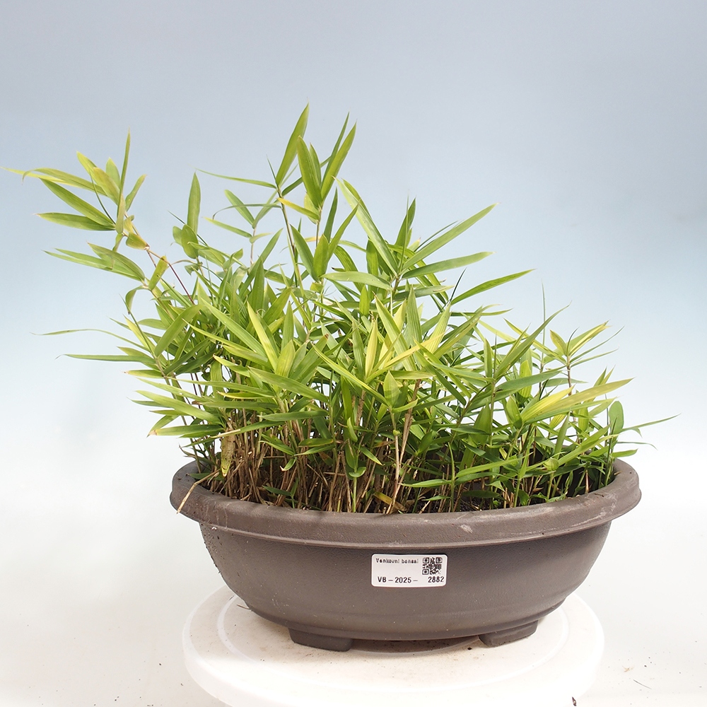 Outdoor bonsai - Pleioblastus argenteostriatus f.pumilus - Dwarf bamboo