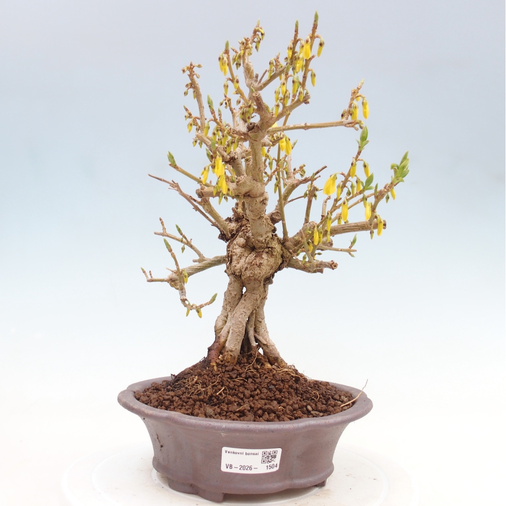 Outdoor bonsai - Zlatice - Forsythia koreana