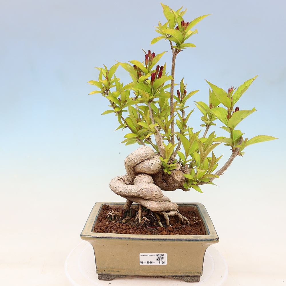 Outdoor Bonsai - Weigela subsessilis - Korean Weigela