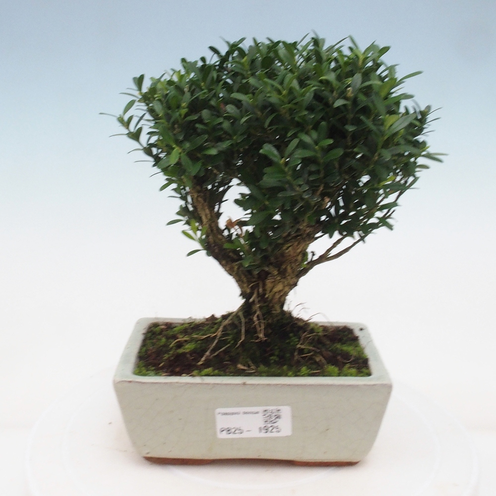 Indoor bonsai - Buxus harlandii - Cork boxwood