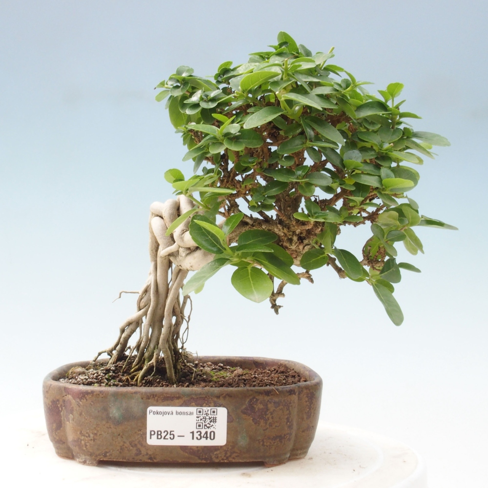 Indoor bonsai - Premna serratifolia - Kozlovon small-leaved