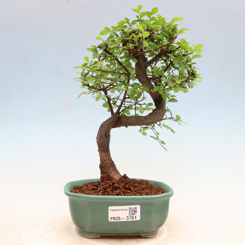 Room bonsai - Ulmus parvifolia - Small-leaved elm