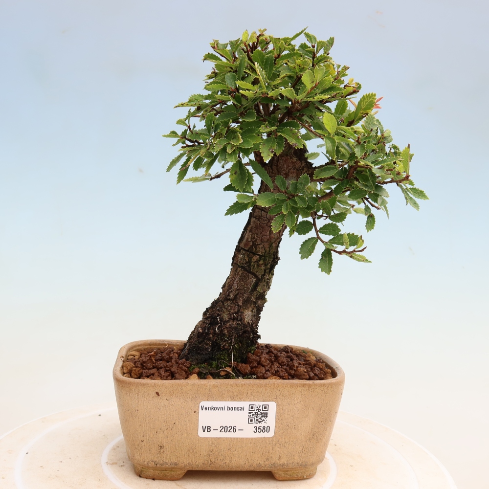 Outdoor bonsai - Zelkova - Zelkova NIRE