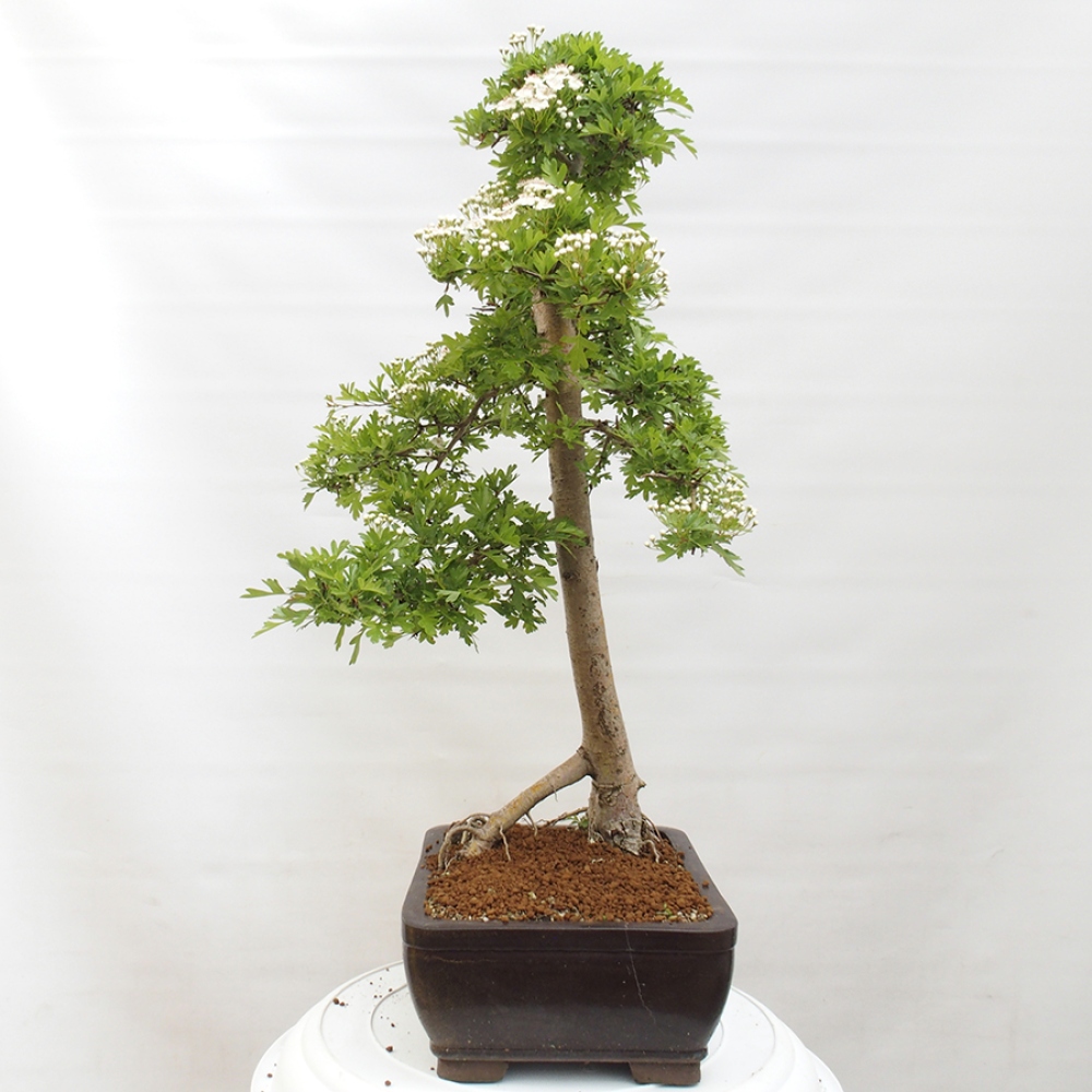 Outdoor bonsai - Hawthorn - Crataegus monogyna
