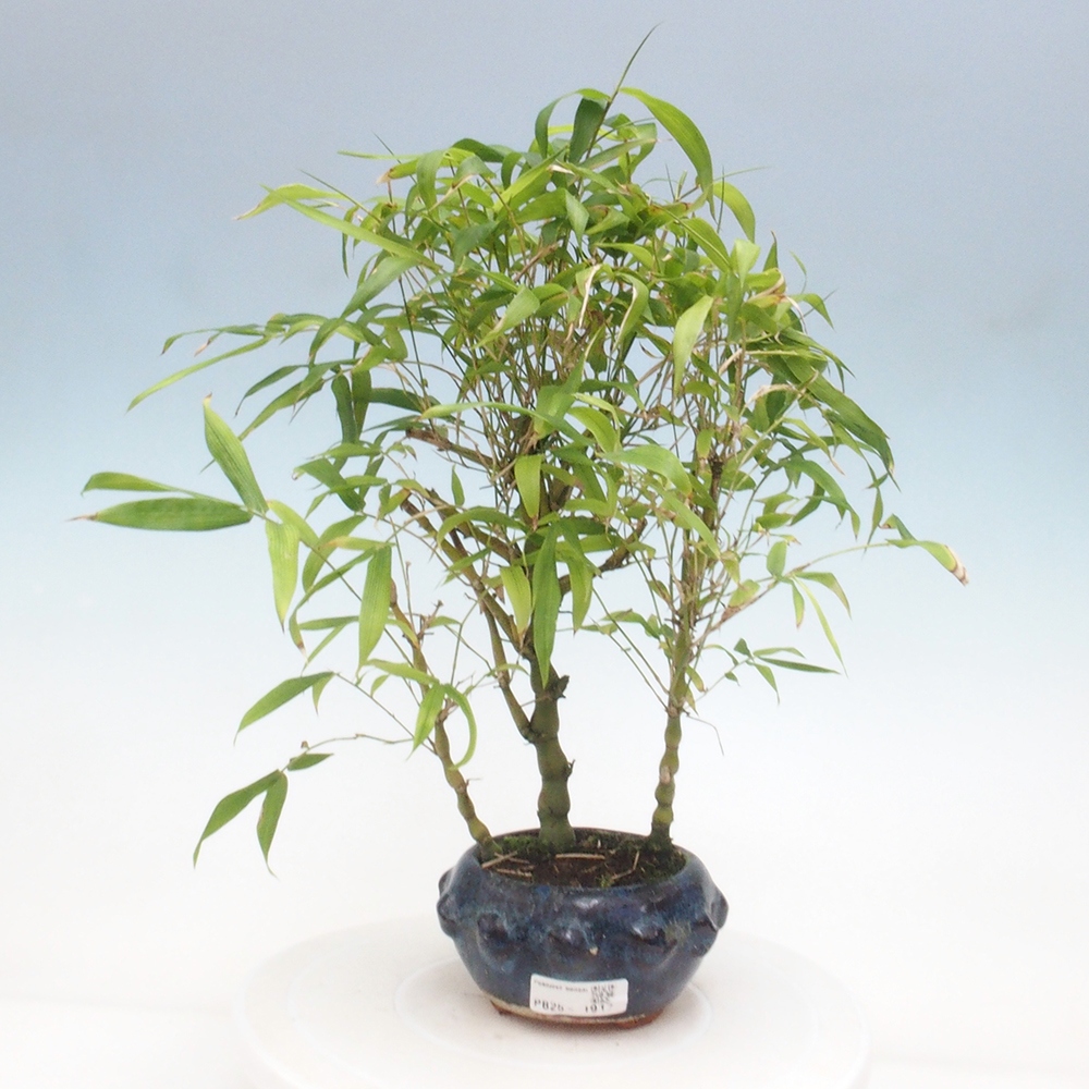 Indoor bonsai - Bamboo Buddha-Bamboo Buddha's belly