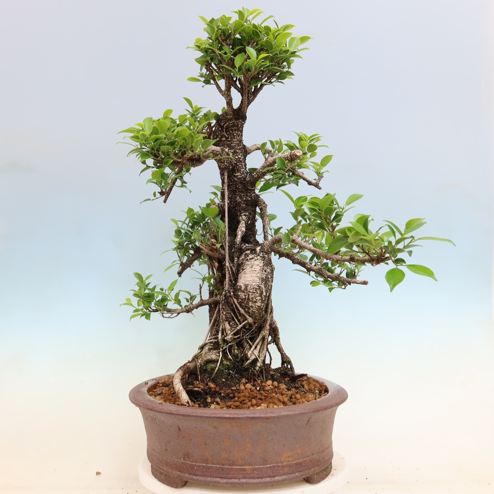 Room bonsai - Ficus kimmen - small-leaved ficus